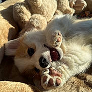 Aska participe au concours pour gagner de l'argent avec cette photo : puppy, dog, fluffy, white_fur, lying_down, upside_down, playful, smiling, open_mouth, paws, pink_paw_pads, sunlight, blanket, bed, teddy_bear, plush_toy, indoor, close_up, portrait, cute