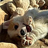 puppy, dog, fluffy, white_fur, lying_down, upside_down, playful, smiling, open_mouth, paws, pink_paw_pads, sunlight, blanket, bed, teddy_bear, plush_toy, indoor, close_up, portrait, cute
