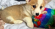 Aska a rejoint le concours — aidez-le/la à gagner de superbes lots ! corgi, puppy, dog, canine, pet, animal, lying_down, cute, adorable, fluffy, tan_and_white, large_ears, black_nose, dark_eyes, rainbow_toy, rope_toy, quilt, bed, indoors, portrait