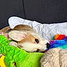 Aska participe au concours pour gagner de l'argent avec cette photo : puppy, dog, corgi, sleeping, lying_down, animal, pet, plush_toy, stuffed_animal, colorful, green, blue, yellow, red, blanket, pillow, bed, indoor, close_up, cute