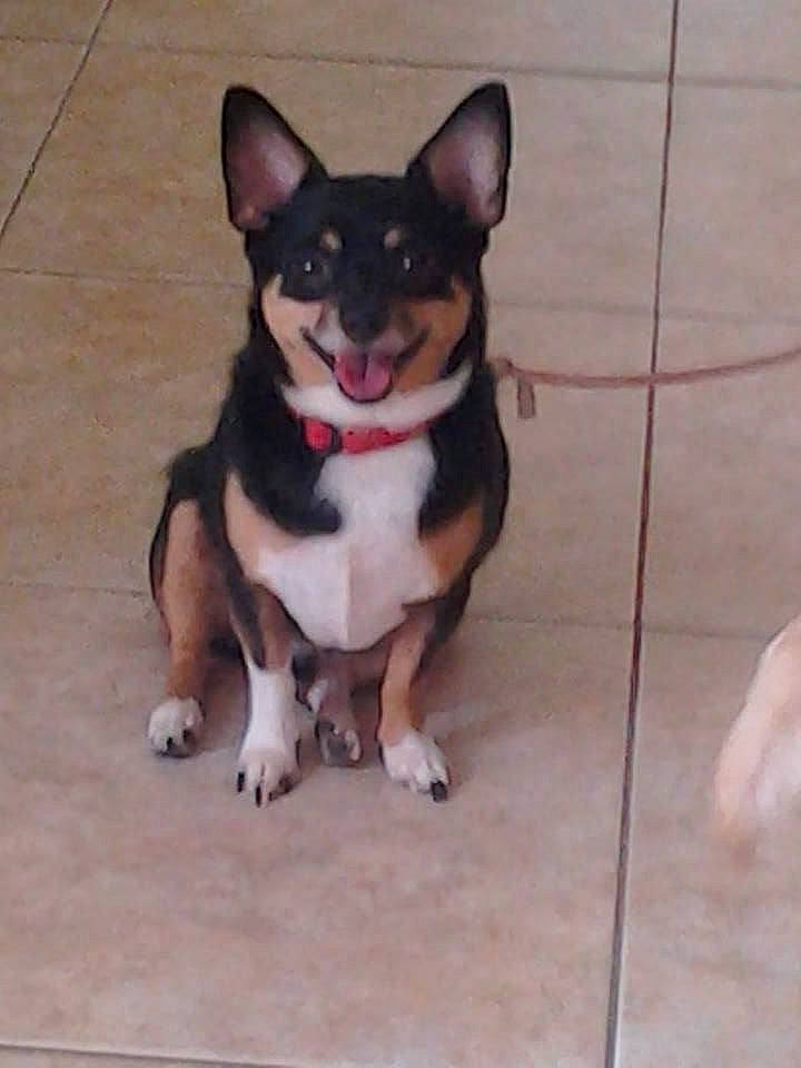 Blackie joined the competition — help win amazing prizes! australian_kelpie, canidae, carnivore, chihuahua, collar, corgi_chihuahua, dog, dog_breed, english_toy_terrier, fawn, mammal, miniature_fox_terrier, organ, paw, rat_terrier, snout, teddy_roosevelt_terrier, toy_dog, vertebrate, whiskers