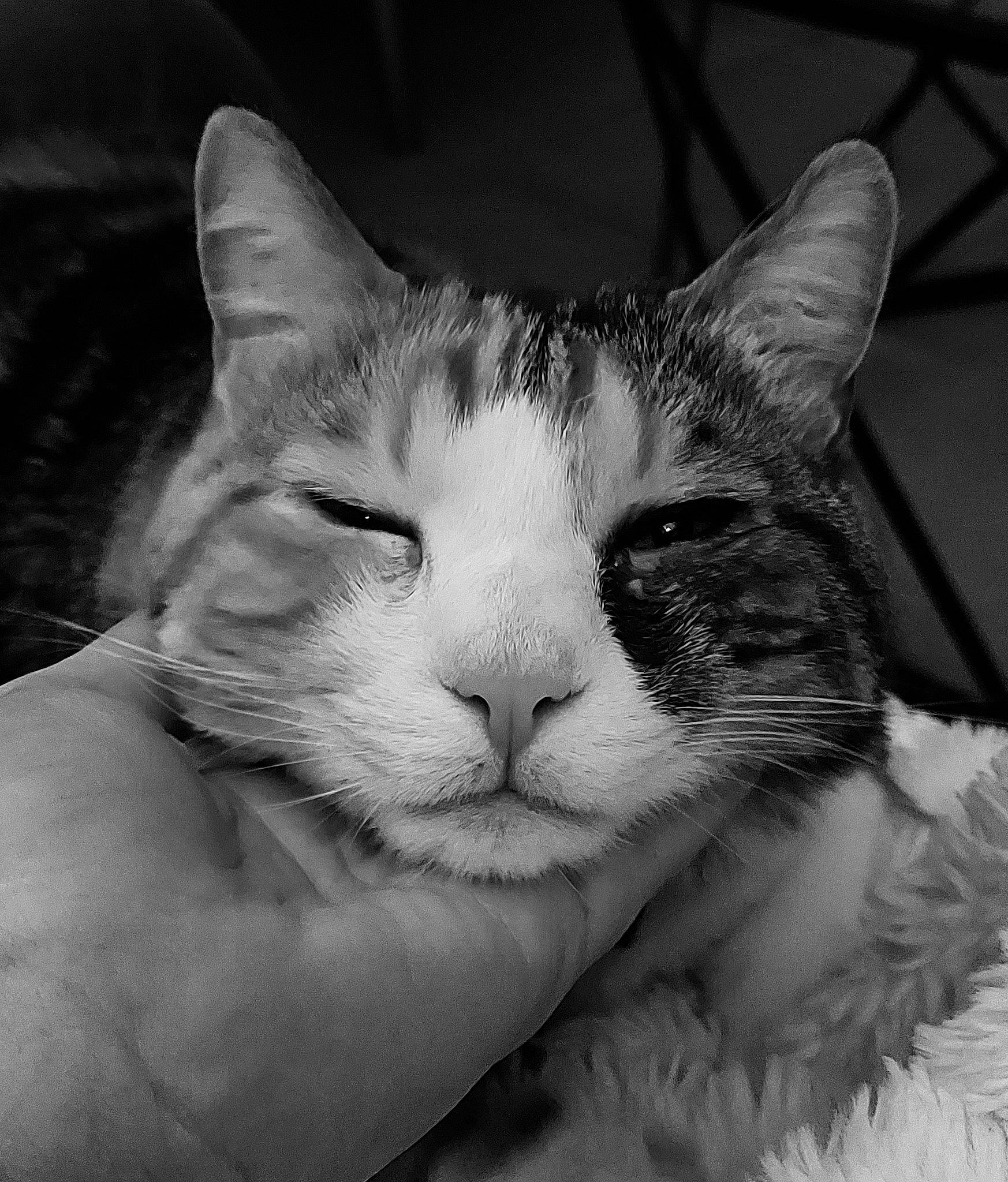 Islay participe au concours pour gagner de l'argent avec cette photo : black_and_white, carnivore, cat, comfort, domestic_short_haired_cat, ear, eye, felidae, fur, gesture, head, monochrome, monochrome_photography, paw, small_to_medium_sized_cats, snout, style, tree, whiskers, window