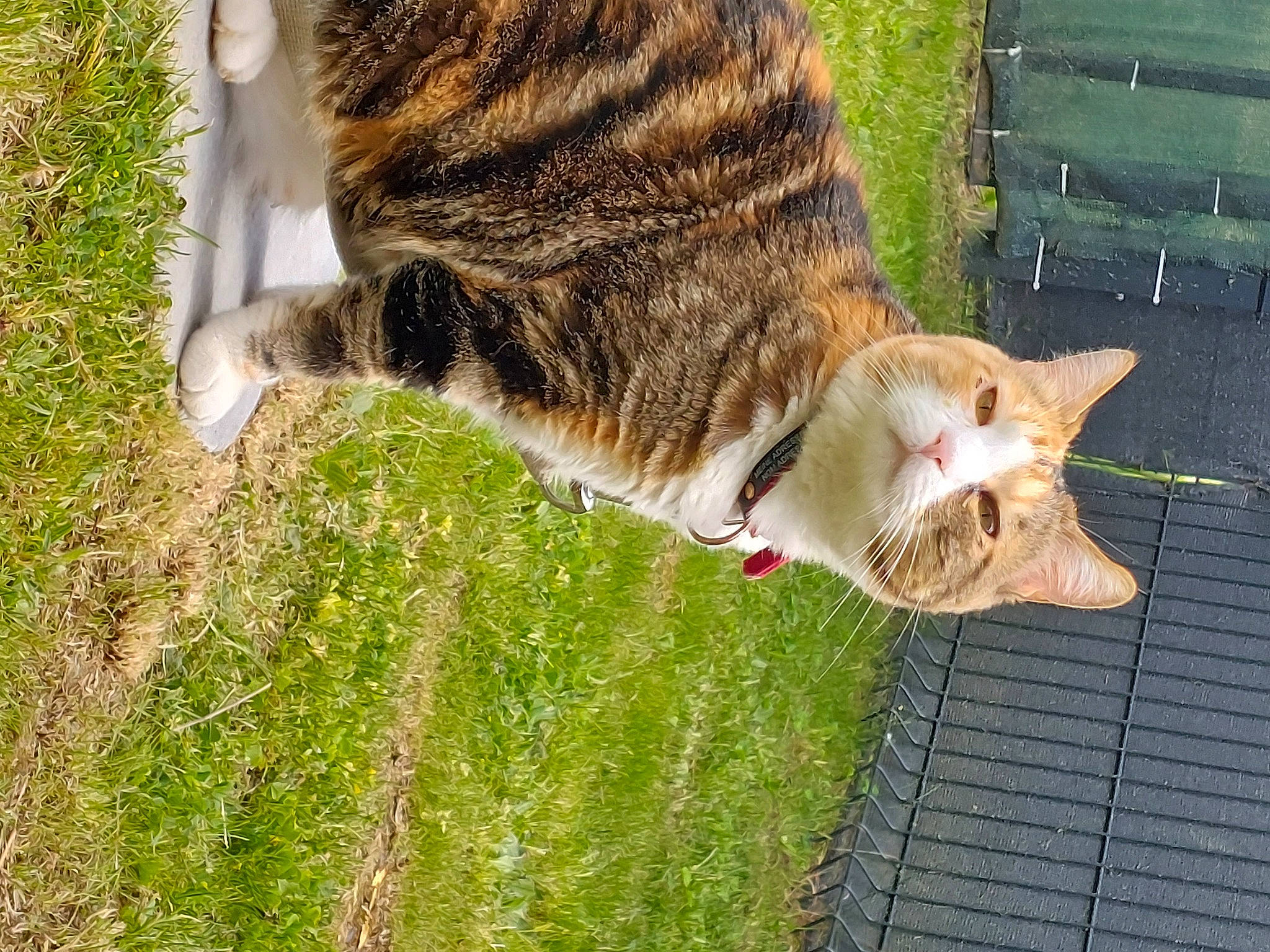 Islay a rejoint le concours — aidez-le/la à gagner de superbes lots ! carnivore, cat, collar, domestic_short_haired_cat, eye, fawn, felidae, fur, grass, grass_family, lawn, plant, small_to_medium_sized_cats, snout, tail, terrestrial_animal, tree, whiskers, wildlife, wood