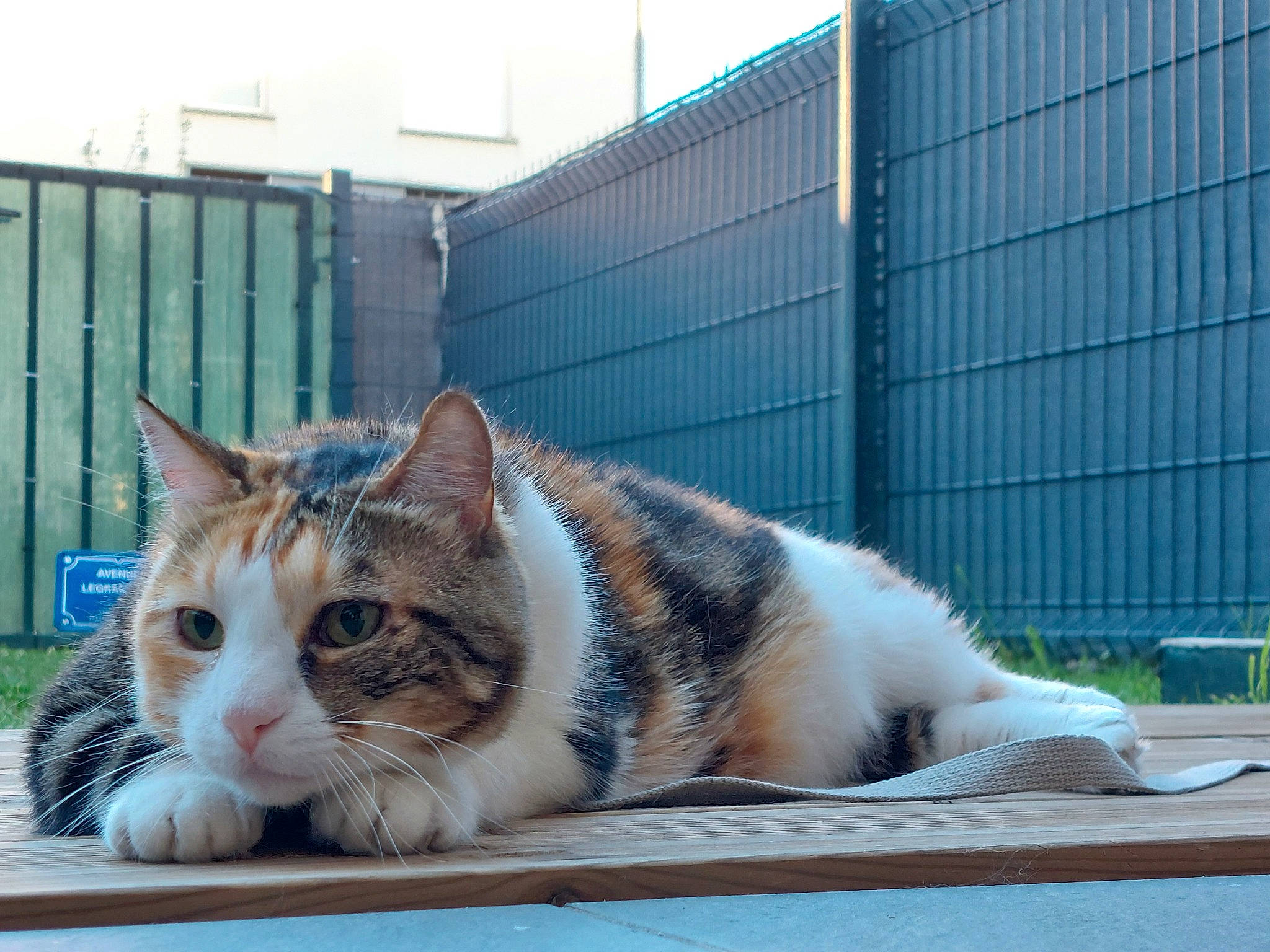 Islay a rejoint le concours — aidez-le/la à gagner de superbes lots ! animal_shelter, bench, carnivore, cat, claw, comfort, domestic_short_haired_cat, eye, felidae, fence, fur, grass, paw, plant, sitting, small_to_medium_sized_cats, snout, tail, whiskers, window