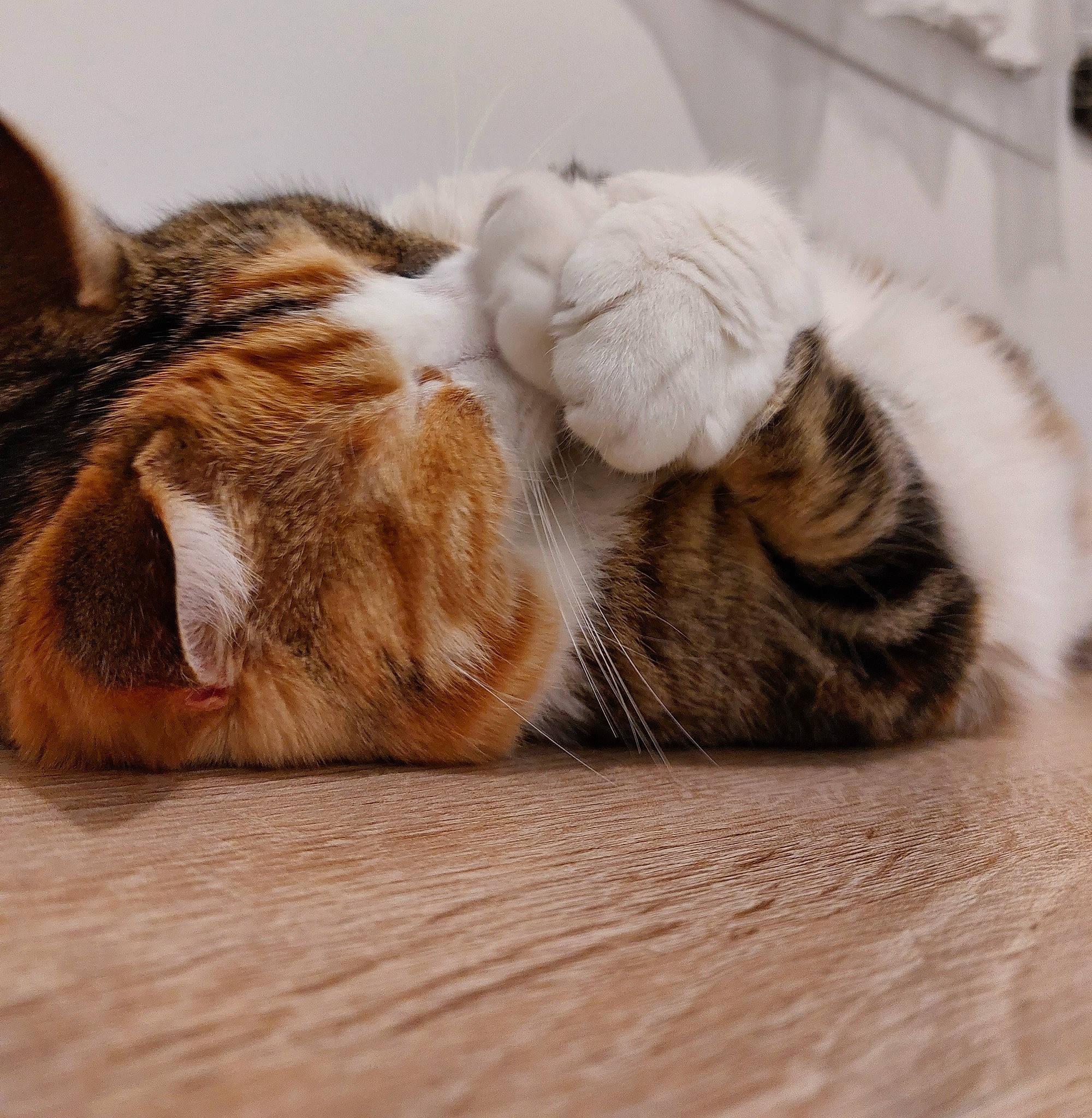 Islay participe au concours pour gagner de l'argent avec cette photo : carnivore, cat, claw, comfort, domestic_short_haired_cat, eye, fawn, felidae, flooring, fur, hardwood, nap, paw, sleep, small_to_medium_sized_cats, snout, tail, terrestrial_animal, whiskers, wood