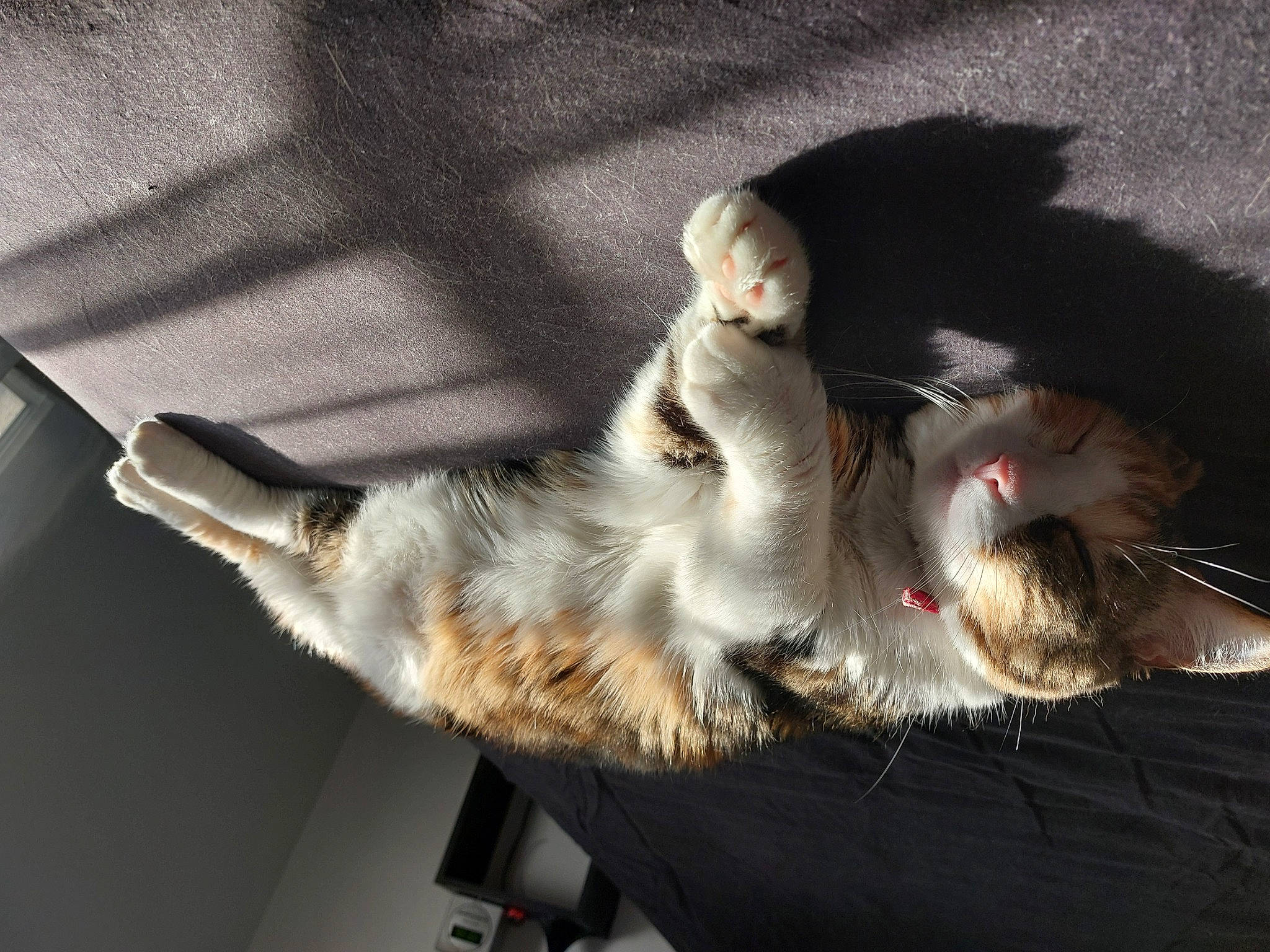 Islay a rejoint le concours — aidez-le/la à gagner de superbes lots ! canidae, carnivore, cat, claw, comfort, dog_breed, domestic_short_haired_cat, felidae, foot, fur, nap, paw, small_to_medium_sized_cats, snout, tail, whiskers, yawn