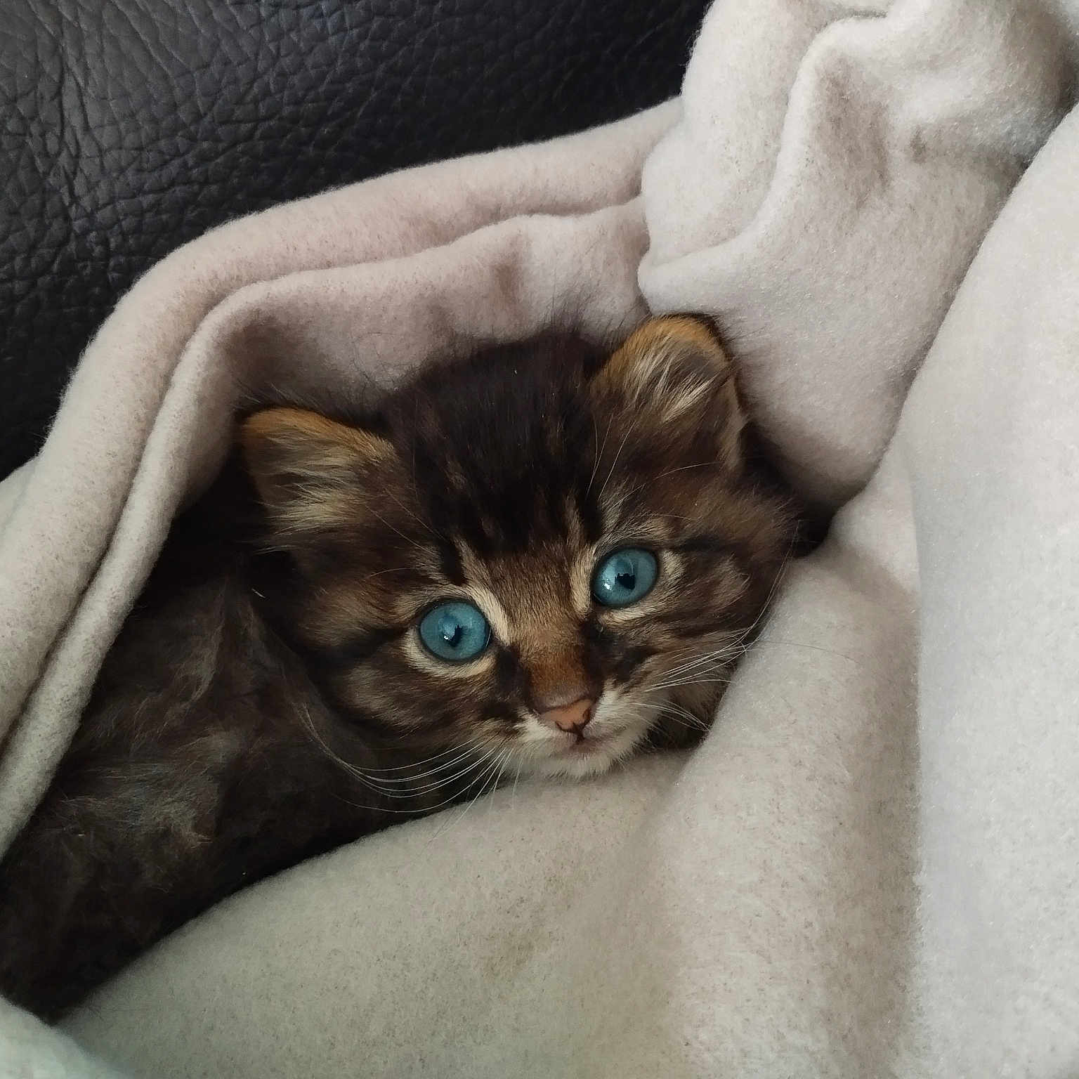 Nala