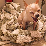 Izzy Lou joined the competition — help win amazing prizes! dog, chihuahua, small_dog, yawning, tongue_out, blanket, towel, green_and_white, checkered, cozy, indoor, bathroom, tile_floor, fire_extinguisher, lamp, ears_up, sitting, close_up, sleepy, pet_bed