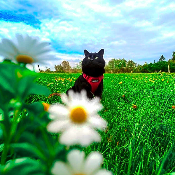 Noy participe au concours pour gagner de l'argent avec cette photo : anemone, animal, canine, daisy, dog, field, flower, grass, grassland, green, herbal, herbs, nature, outdoors, pet, petal, plant, puppy, sky, summer
