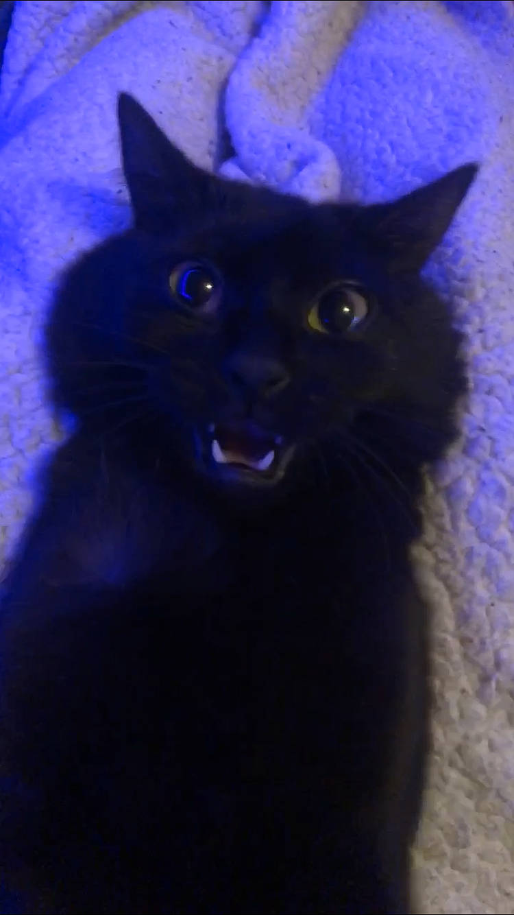 Noyro participe au concours pour gagner de l'argent avec cette photo : black_cat, blue, bombay, carnivore, cat, domestic_short_haired_cat, electric_blue, felidae, fur, shadow, small_to_medium_sized_cats, snout, terrestrial_animal, whiskers