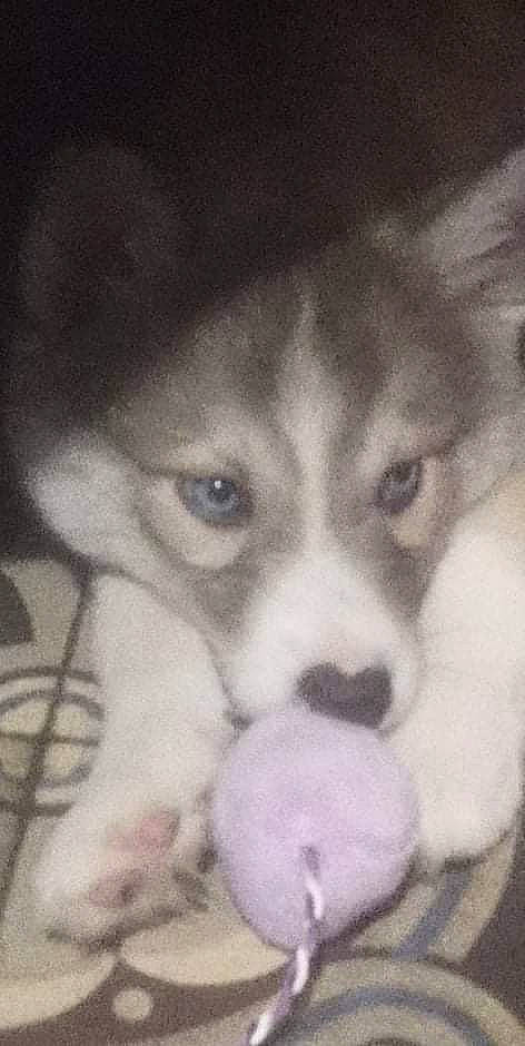 Sushie a rejoint le concours — aidez-le/la à gagner de superbes lots ! ancient_dog_breeds, art, canidae, carnivore, companion_dog, dog, dog_breed, fur, monochrome, monochrome_photography, non_sporting_group, paw, photo_caption, puppy_love, snout, sporting_group, toy_dog, visual_arts, whiskers, working_animal