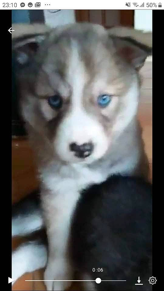 Sushie participe au concours pour gagner de l'argent avec cette photo : ancient_dog_breeds, canidae, carnivore, companion_dog, dog, dog_breed, fawn, felidae, fur, non_sporting_group, photo_caption, sled_dog, small_to_medium_sized_cats, sporting_group, tail, terrestrial_animal, whiskers