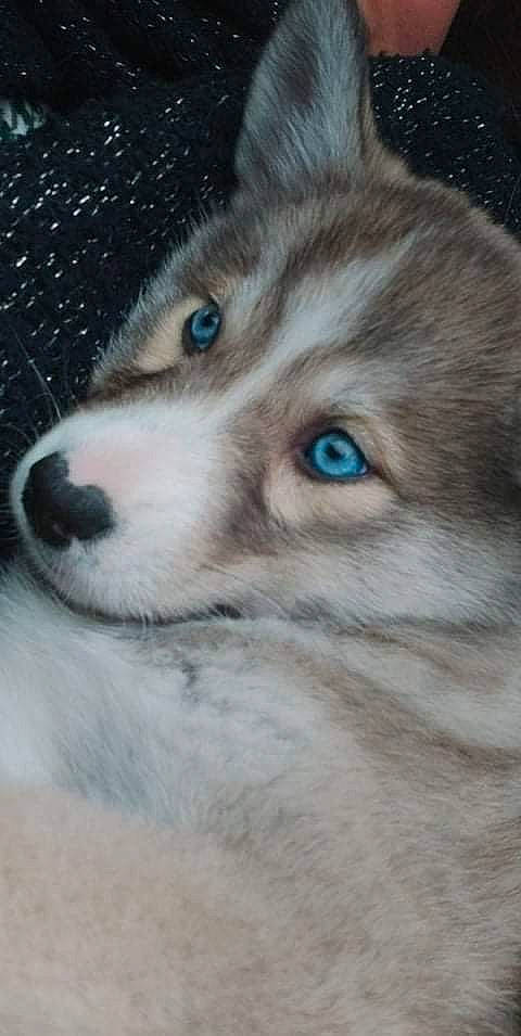 Sushie participe au concours pour gagner de l'argent avec cette photo : canidae, canis, carnivore, close_up, companion_dog, dog, dog_breed, eyelash, fur, iris, jaw, snout, sporting_group, terrestrial_animal, whiskers, wildlife, working_animal, working_dog