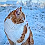Spirou a rejoint le concours — aidez-le/la à gagner de superbes lots ! animal, blue_eyes, blurred_background, cat, cold, daylight, feline, fur, mammal, nature, orange_and_white, outdoor, pet, profile, quiet, serene, sitting, snow, whiskers, winter
