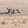 Happy a rejoint le concours — aidez-le/la à gagner de superbes lots ! dog, beach, sand, water, puddle, leash, harness, sunlight, outdoor, animal, relaxed, paw_prints, canine, summer, nature, pet, lying_down, daytime, playful, happy
