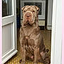 Happy a rejoint le concours — aidez-le/la à gagner de superbes lots ! dog, shar_pei, pet, indoor, kitchen, doorway, sitting, brown_fur, wrinkled_face, calm, floor_tiles, appliance, domestic, animal, canine, portrait, household, companion, medium_size, quiet