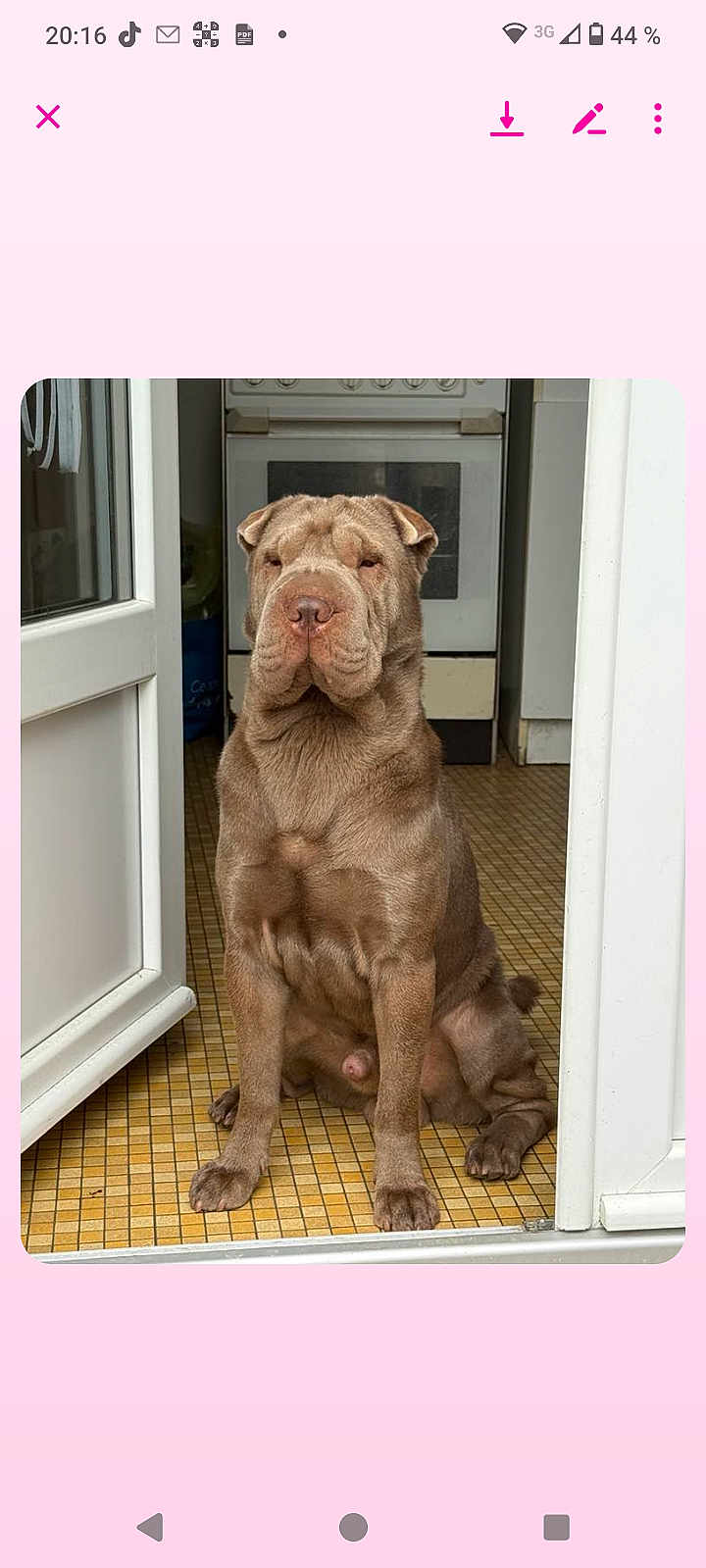 Happy a rejoint le concours — aidez-le/la à gagner de superbes lots ! dog, shar_pei, pet, indoor, kitchen, doorway, sitting, brown_fur, wrinkled_face, calm, floor_tiles, appliance, domestic, animal, canine, portrait, household, companion, medium_size, quiet