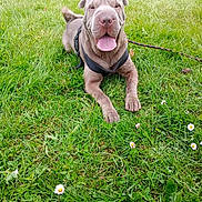 Happy a rejoint le concours — aidez-le/la à gagner de superbes lots ! dog, shar_pei, grass, outdoor, pet, animal, tongue_out, happy, lying_down, leash, greenery, nature, flower, canine, muzzle, ears, summer, daylight, playful, resting