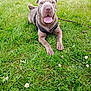 dog, shar_pei, grass, outdoor, pet, animal, tongue_out, happy, lying_down, leash, greenery, nature, flower, canine, muzzle, ears, summer, daylight, playful, resting