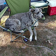 Sadie is registered to the contest to win money with this photo: dog, camping_chair, outdoor, pet, relaxed, coolers, tent, grass, dirt, leash, resting, summer, nature, animal, side_view, daylight, grey_fur, spotted, canine, casual