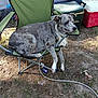 dog, camping_chair, outdoor, pet, relaxed, coolers, tent, grass, dirt, leash, resting, summer, nature, animal, side_view, daylight, grey_fur, spotted, canine, casual
