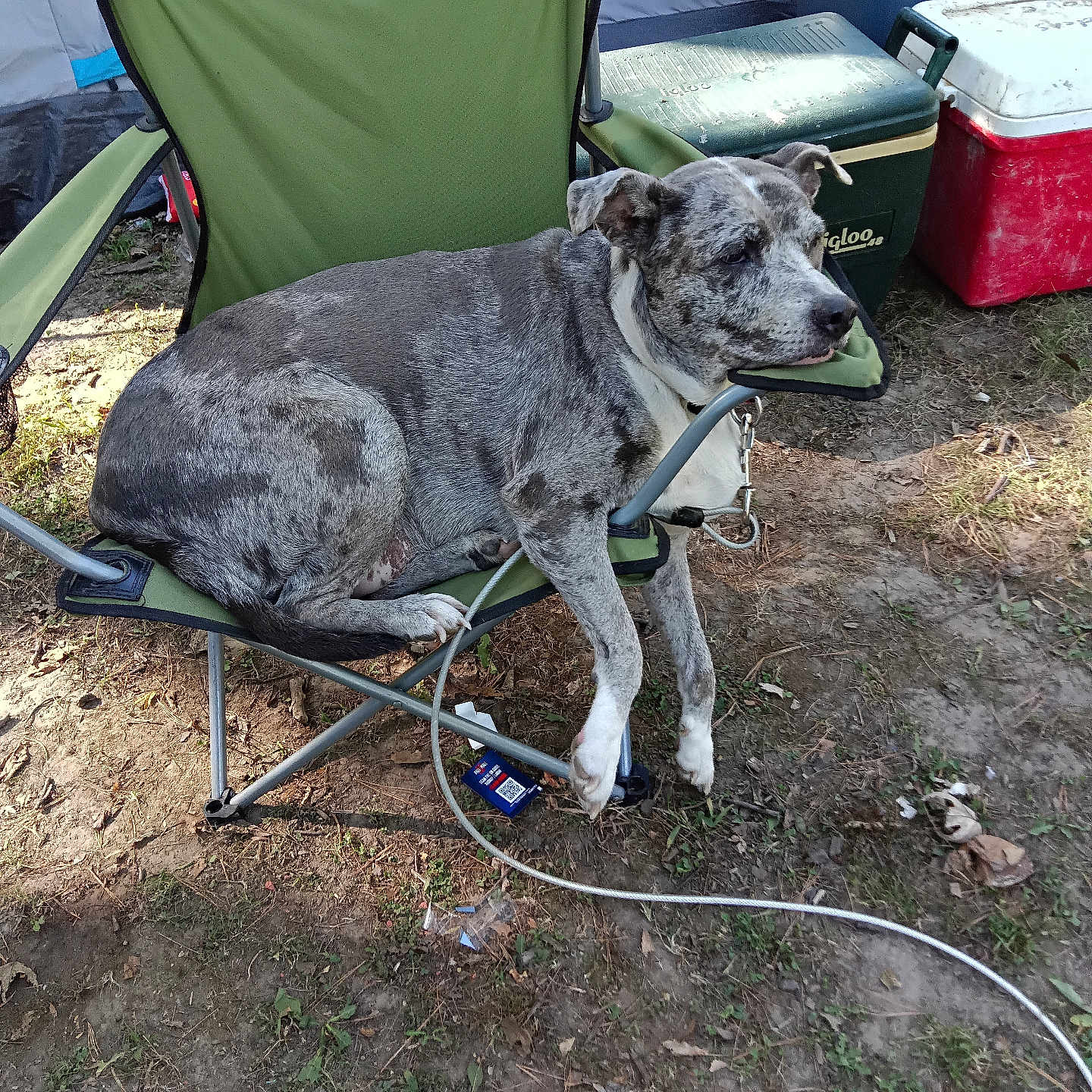 Sadie is registered to the contest to win money with this photo: animal, camping_chair, canine, casual, coolers, daylight, dirt, dog, grass, grey_fur, leash, nature, outdoor, pet, relaxed, resting, side_view, spotted, summer, tent