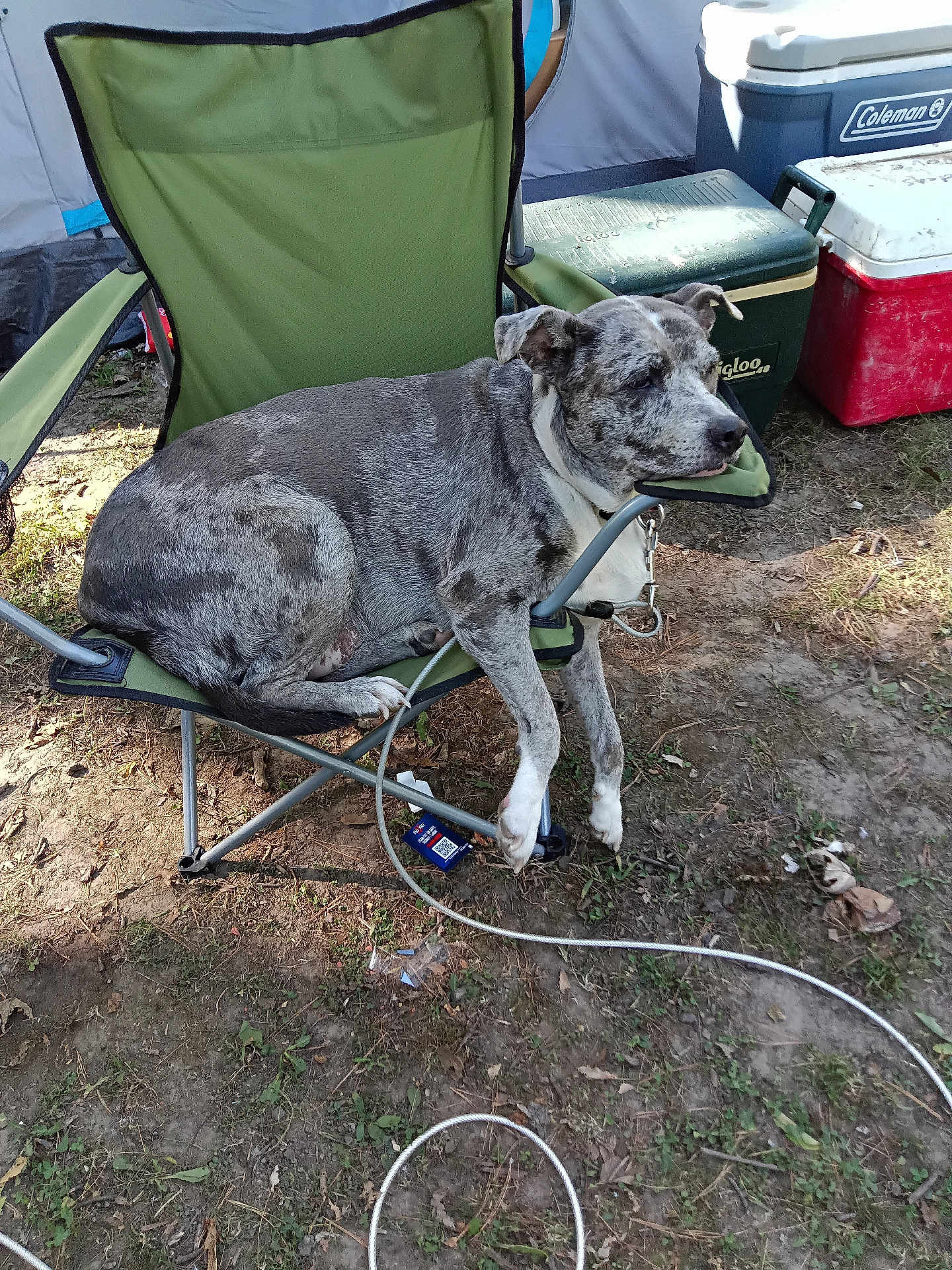Sadie