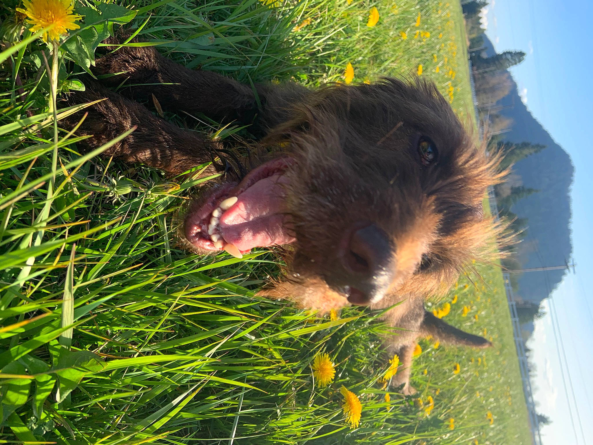 Jazzy is registered to the contest to win money with this photo: canidae, carnivore, dog_breed, grass, plant, sporting_group