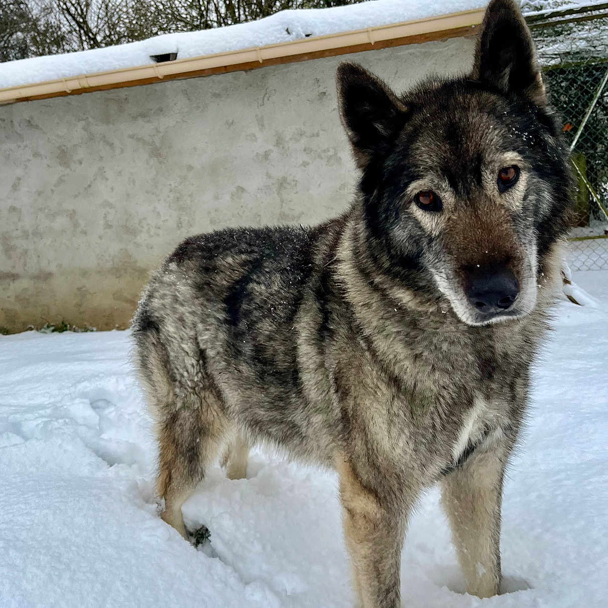 Heden a rejoint le concours — aidez-le/la à gagner de superbes lots ! animal, background, canine, cold, curious, daylight, dog, frozen, fur, landscape, mammal, nature, outdoor, pet, quiet, snow, standing, tree, wall, winter