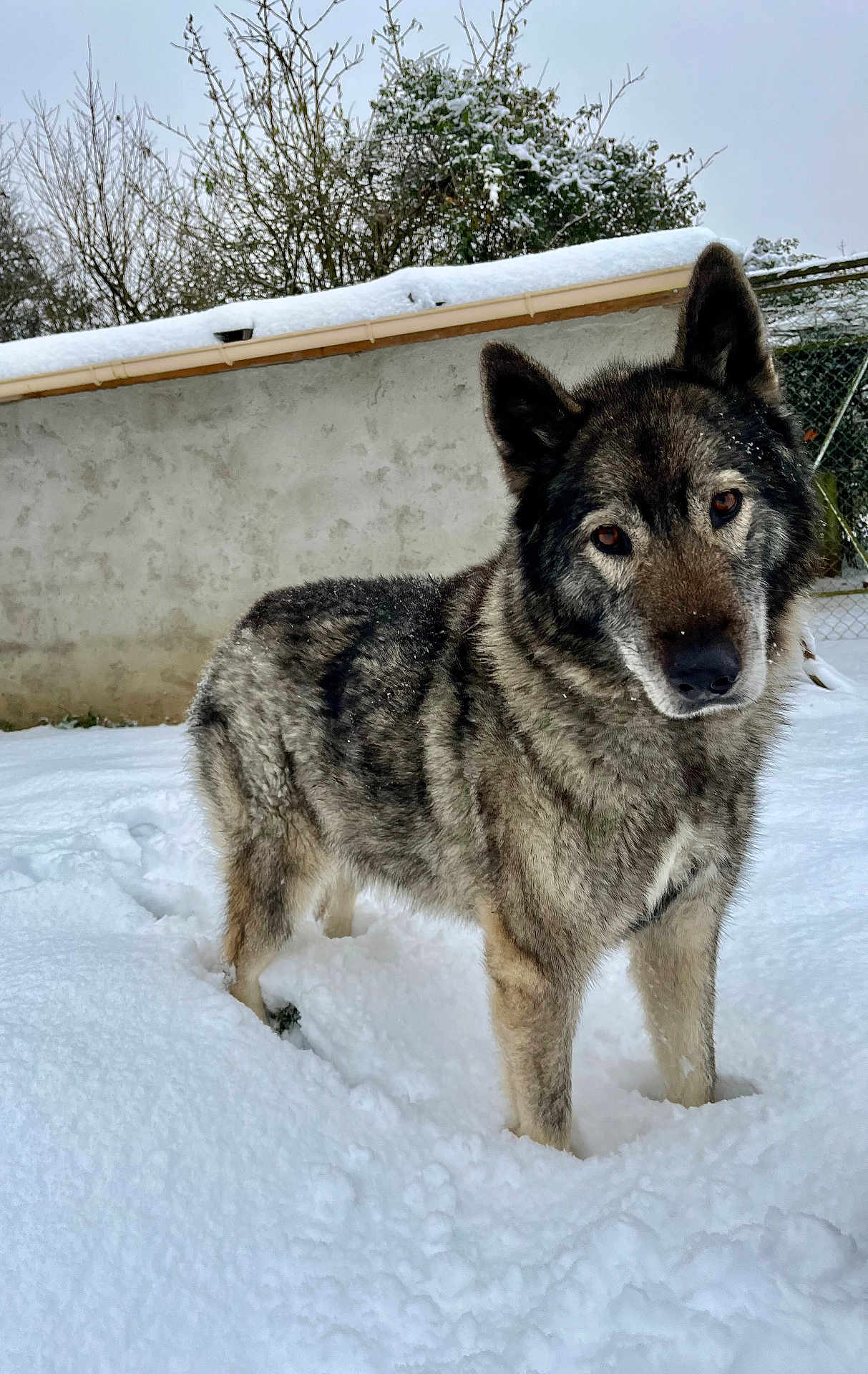Heden a rejoint le concours — aidez-le/la à gagner de superbes lots ! dog, snow, outdoor, winter, animal, canine, fur, frozen, nature, pet, mammal, cold, background, tree, wall, curious, standing, daylight, quiet, landscape