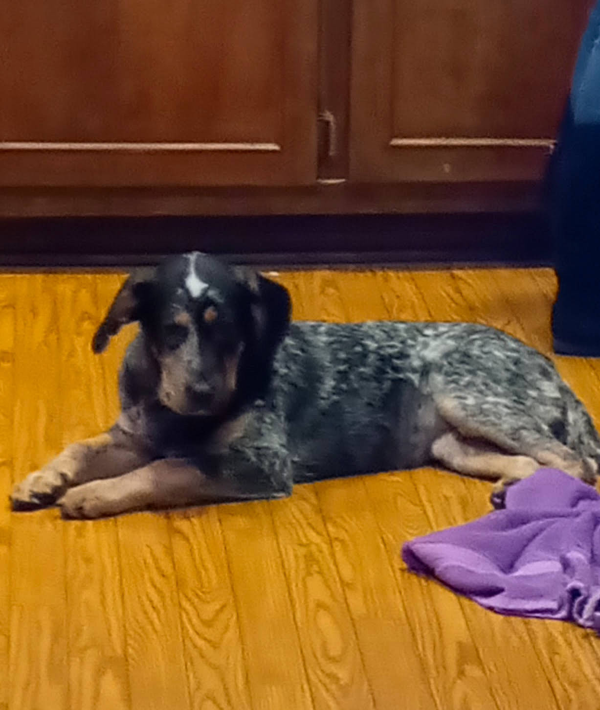 Addy Tuti is registered to the contest to win money with this photo: bored, canidae, carnivore, comfort, companion_dog, dog, dog_breed, door_mat, floor, flooring, fur, gun_dog, hardwood, snout, sporting_group, tail, terrestrial_animal, wood, working_animal, working_dog