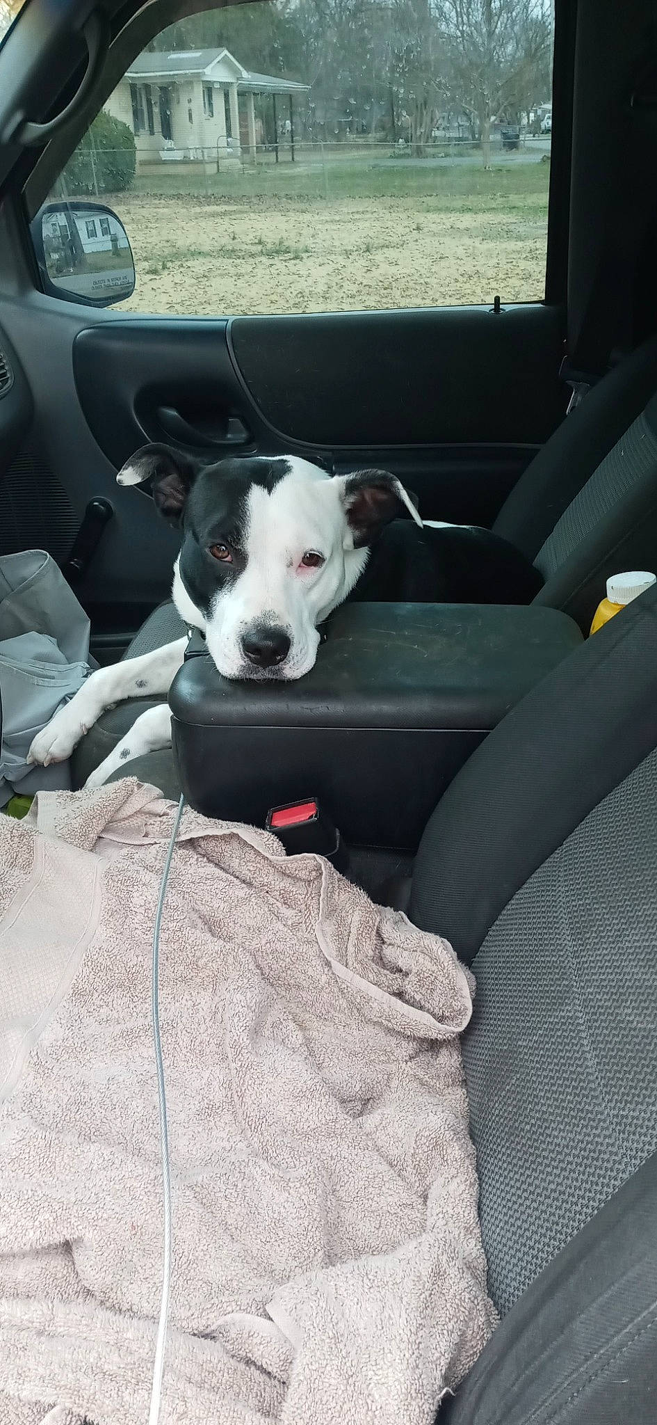 Bullet joined the competition — help win amazing prizes! auto_part, automotive_exterior, canidae, car, car_seat, car_seat_cover, carnivore, collar, comfort, companion_dog, dog, dog_breed, family_car, head_restraint, luxury_vehicle, motor_vehicle, sporting_group, vehicle, vehicle_door, window