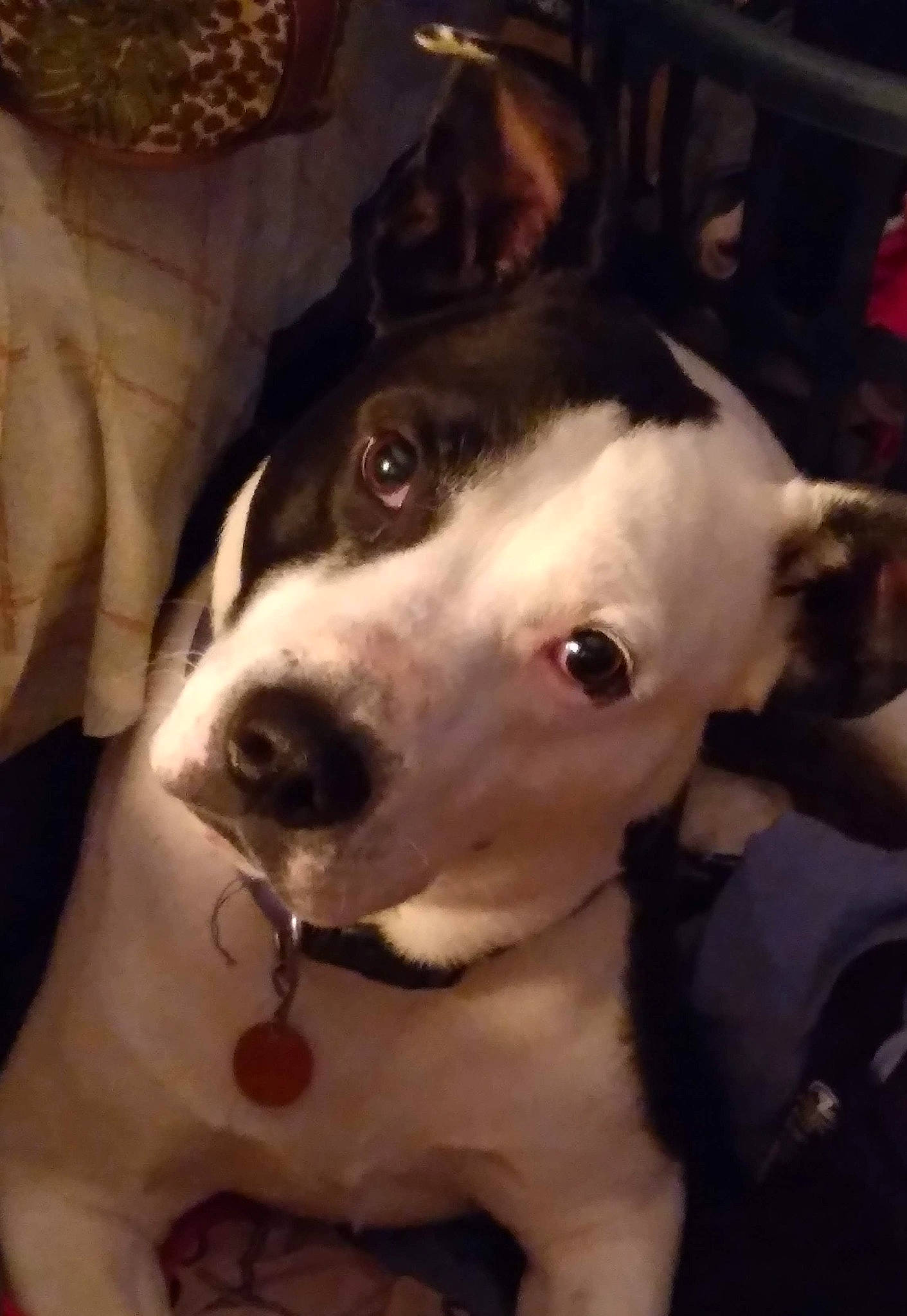 Bullet joined the competition — help win amazing prizes! ancient_dog_breeds, canidae, carnivore, collar, companion_dog, dog, dog_breed, dog_collar, ear, fawn, fur, giant_dog_breed, guard_dog, metal, no_expression, non_sporting_group, sighthound, sporting_group, whiskers, working_animal