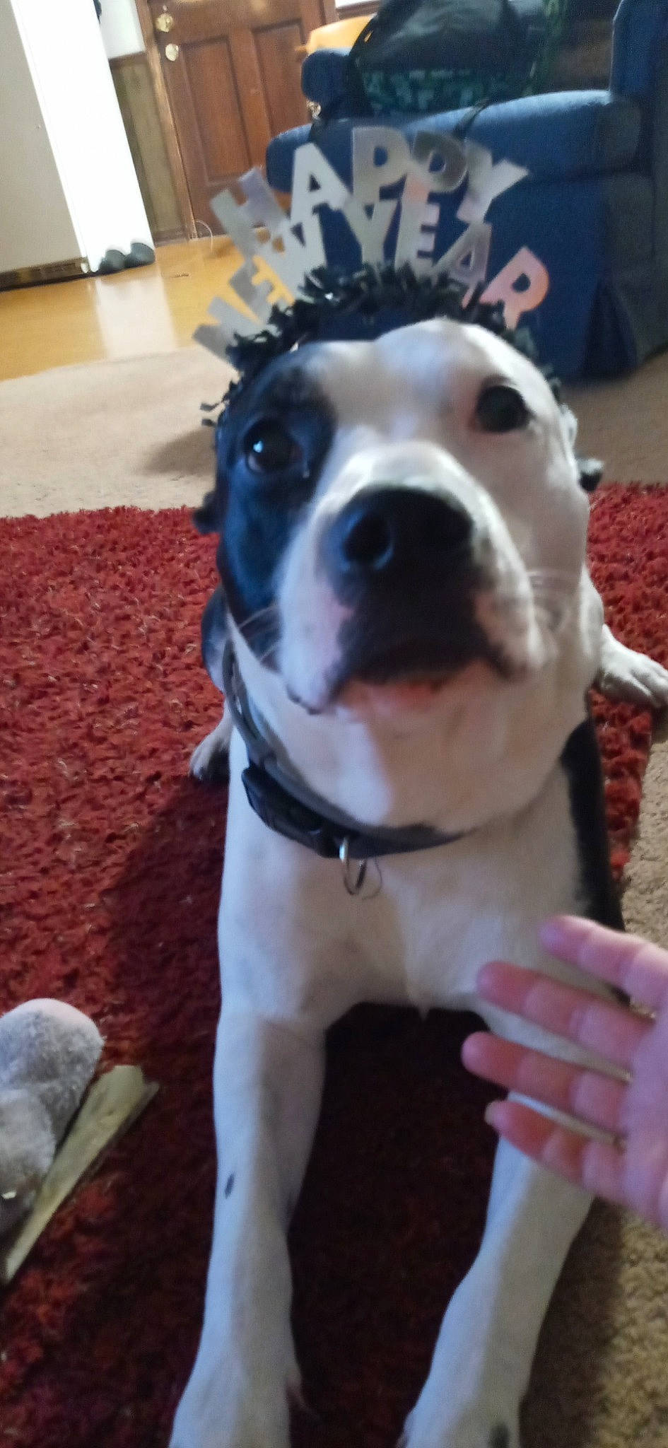 Bullet is registered to the contest to win money with this photo: canidae, carnivore, collar, companion_dog, dog, dog_breed, dog_collar, dog_supply, dogo_argentino, fawn, fur, guard_dog, leash, non_sporting_group, personal_protective_equipment, pet_supply, sporting_group, whiskers, working_animal, working_dog