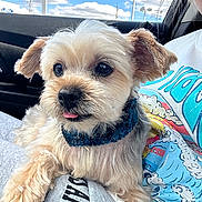 Katie is registered to the contest to win money with this photo: dog, pet, lap, car_interior, blue_sky, clouds, person, shirt, fur, tongue, cute, fluffy, collar, paw, relaxed, sunlight, daytime, closeup, animal, companion