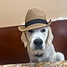 dog, golden_retriever, cowboy_hat, hat, portrait, animal, pet, white_fur, floppy_ears, black_nose, sitting, indoors, countertop, kitchen, wood_paneling, photograph, smartphone_screenshot, centered_composition, funny, cute