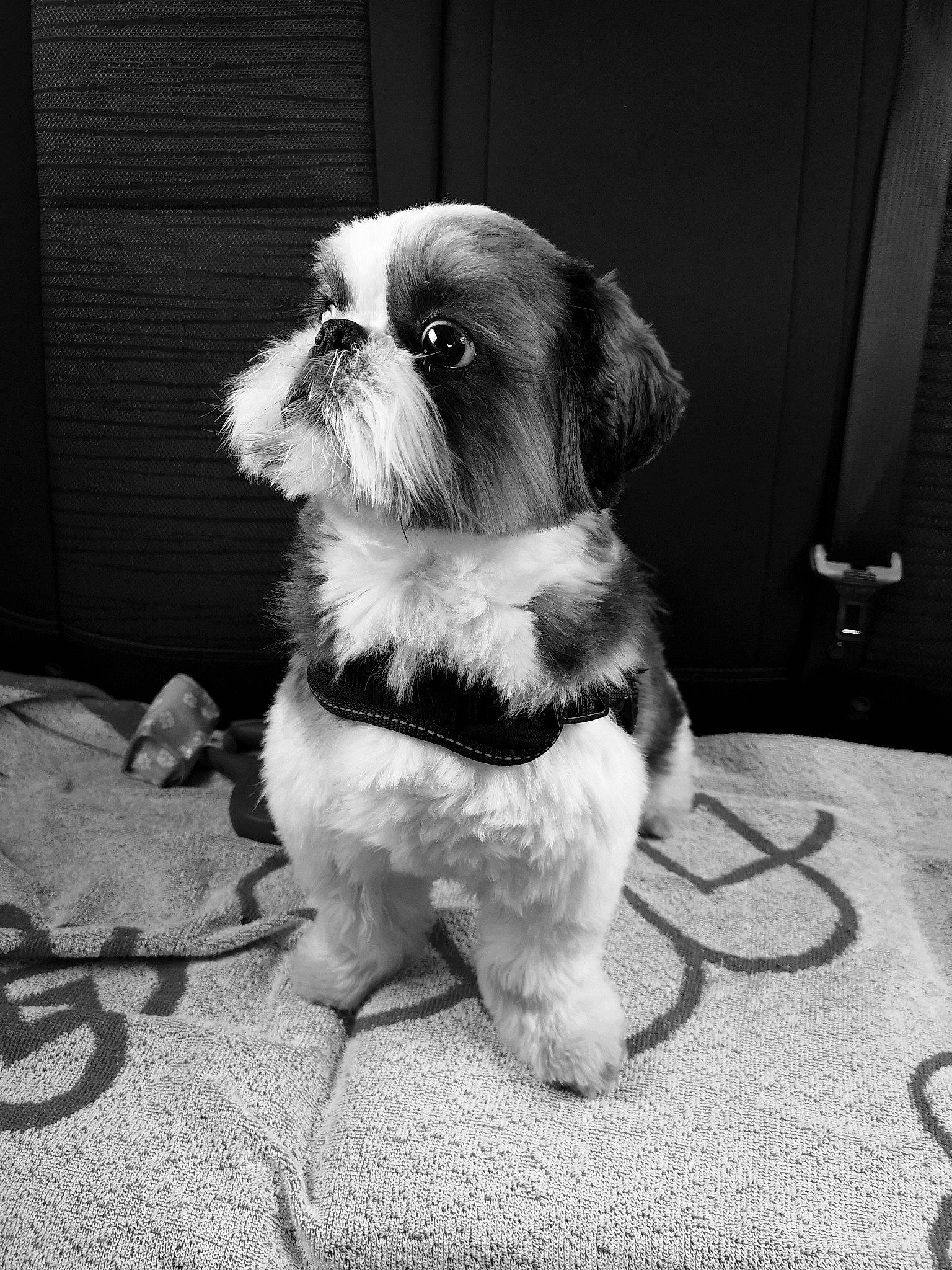 Onix participe au concours pour gagner de l'argent avec cette photo : black_and_white, canidae, carnivore, chinese_imperial_dog, companion_dog, dog, dog_breed, lhasa_apso, lowchen, mammal, morkie, non_sporting_group, photography, puppy, rare_breed_dog, shih_tzu, snout, sporting_group, toy_dog, vertebrate