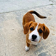 Bellota is registered to the contest to win money with this photo: accessories, animal, beagle, canine, dog, hound, leash, pet, puppy, snout, strap