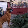 dog, brown_dog, outdoor, bushes, gate, tree, building, mountain, vehicle, sidewalk, fence, nature, canine, pet, yard, daytime, alert, foil, paper, holding