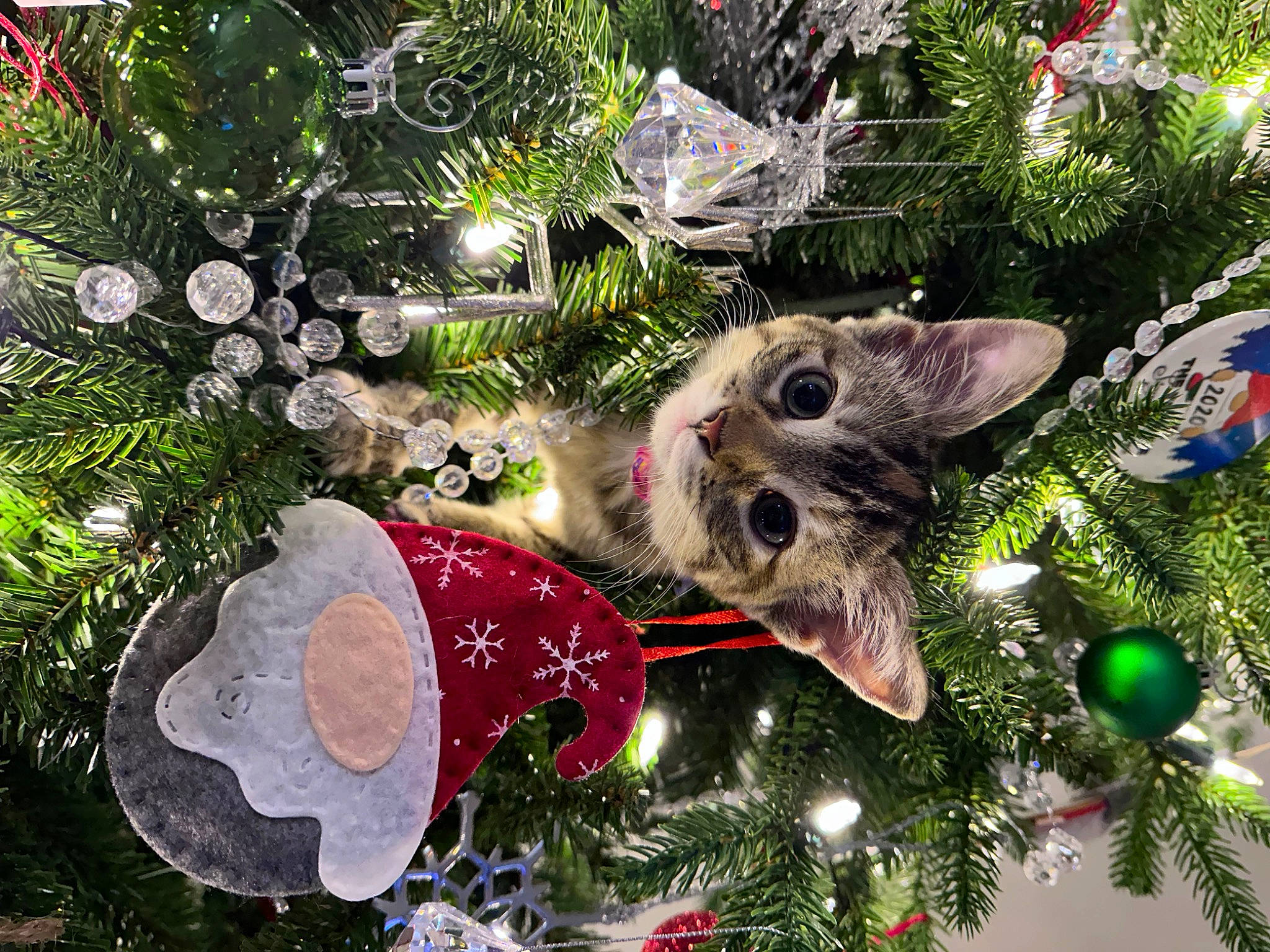 Alice is registered to the contest to win money with this photo: branch, carnivore, cat, christmas, christmas_decoration, christmas_eve, christmas_ornament, christmas_tree, conifer, event, evergreen, grass, holiday, holiday_ornament, light, ornament, plant, toy, tree, woody_plant