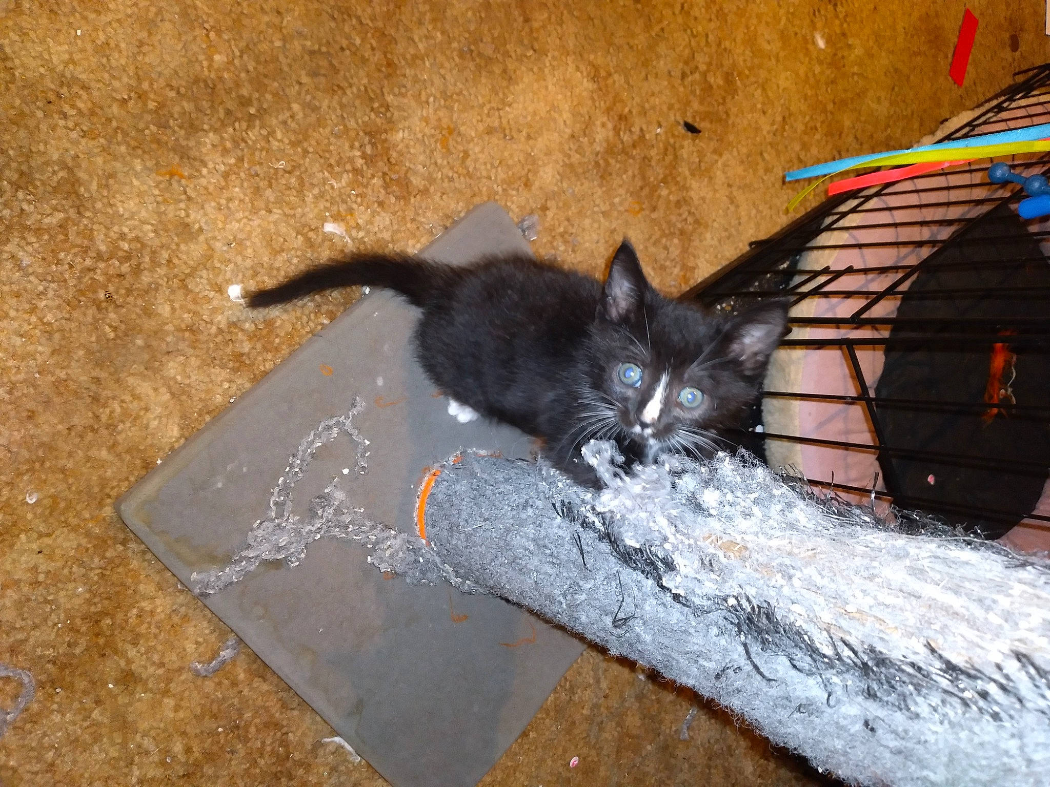 Felix is registered to the contest to win money with this photo: asphalt, automotive_tire, black_cat, carnivore, cat, claw, domestic_short_haired_cat, felidae, fur, grey, paw, road_surface, shadow, small_to_medium_sized_cats, soil, tail, tints_and_shades, whiskers, wood