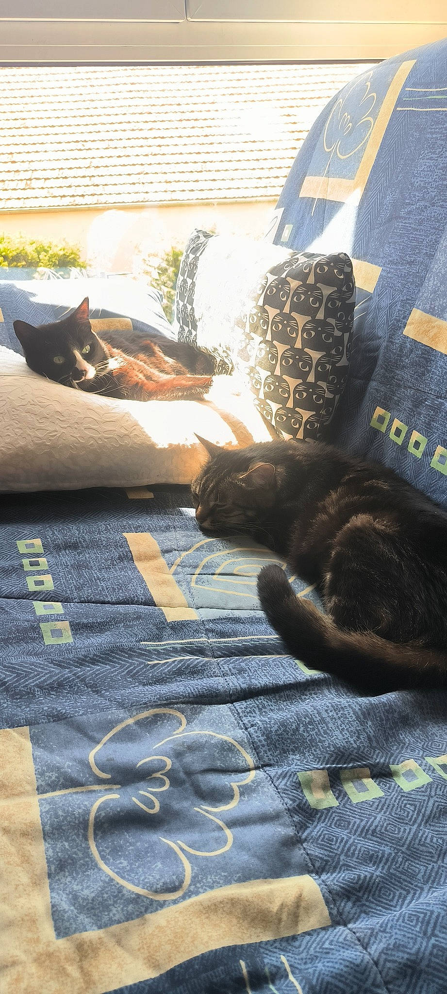 Era participe au concours pour gagner de l'argent avec cette photo : brown, carnivore, cat, comfort, couch, fawn, felidae, floor, flooring, grey, hardwood, linens, morning, plant, small_to_medium_sized_cats, sunlight, tail, tints_and_shades, whiskers, wood