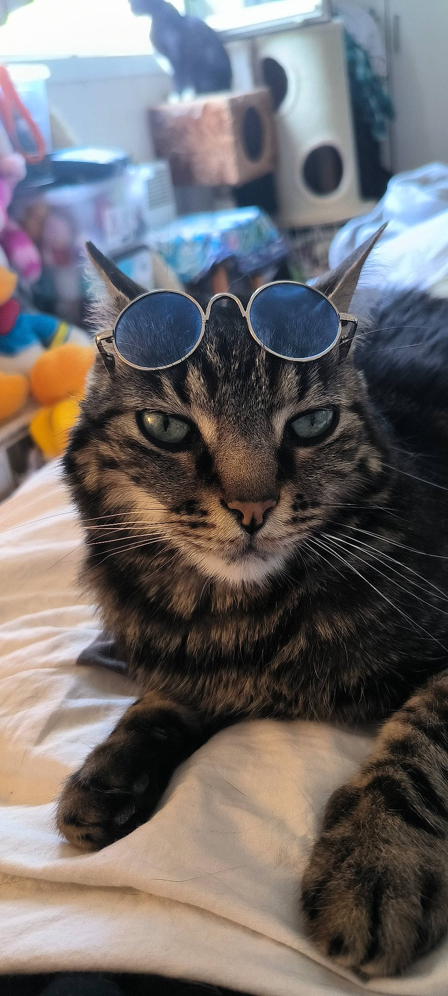 Era a rejoint le concours — aidez-le/la à gagner de superbes lots ! carnivore, cat, claw, comfort, domestic_short_haired_cat, event, eyewear, fawn, felidae, fur, glasses, paw, sand, small_to_medium_sized_cats, snout, terrestrial_animal, whiskers, wildlife