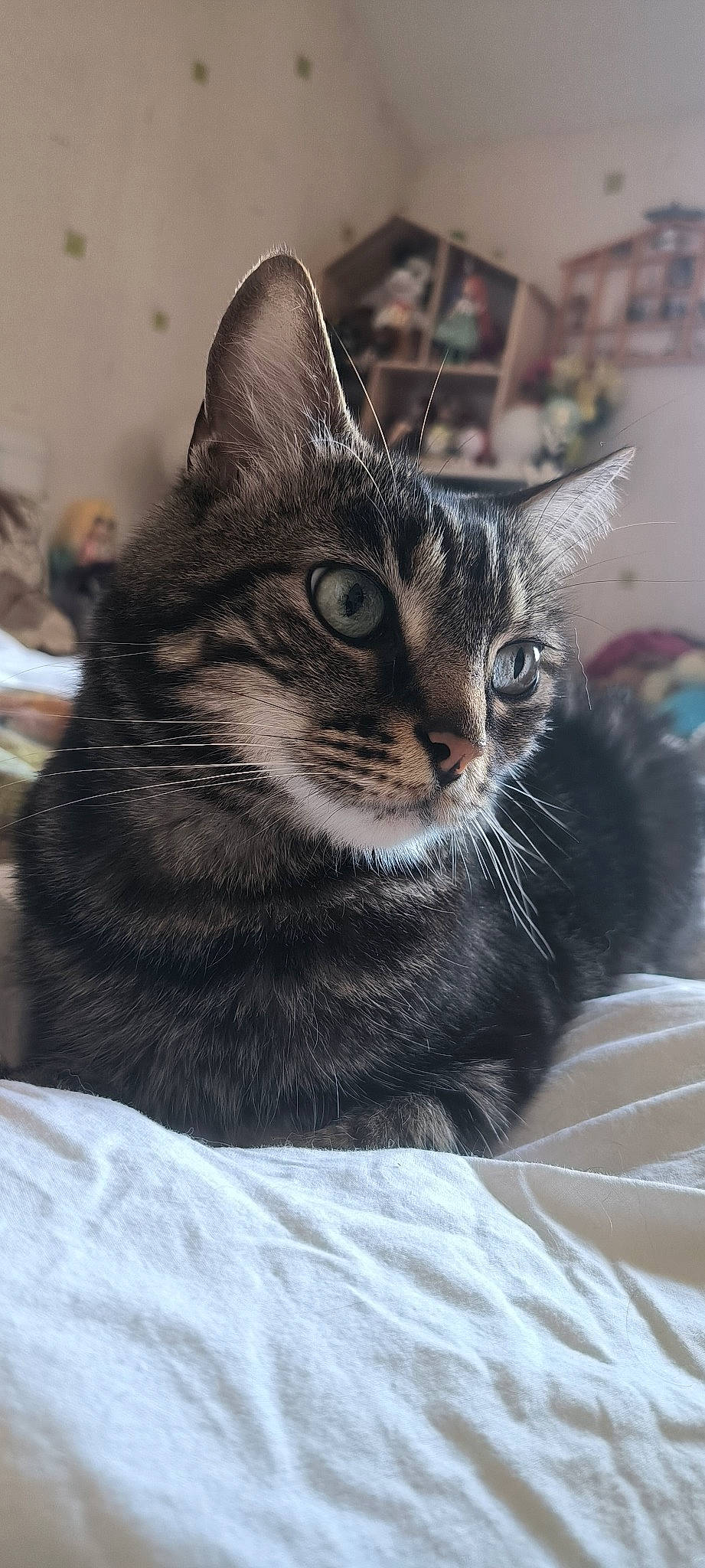 Era a rejoint le concours — aidez-le/la à gagner de superbes lots ! carnivore, cat, cat_supply, comfort, domestic_short_haired_cat, felidae, fur, grey, monochrome_photography, paw, small_to_medium_sized_cats, snout, tree, whiskers, window