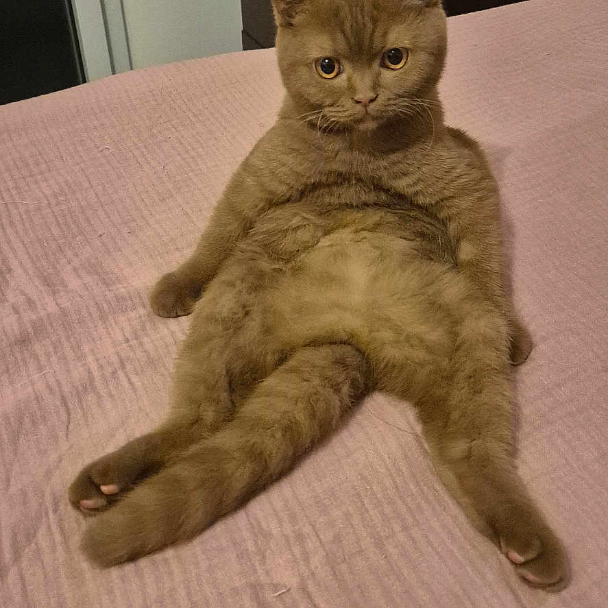 Nala