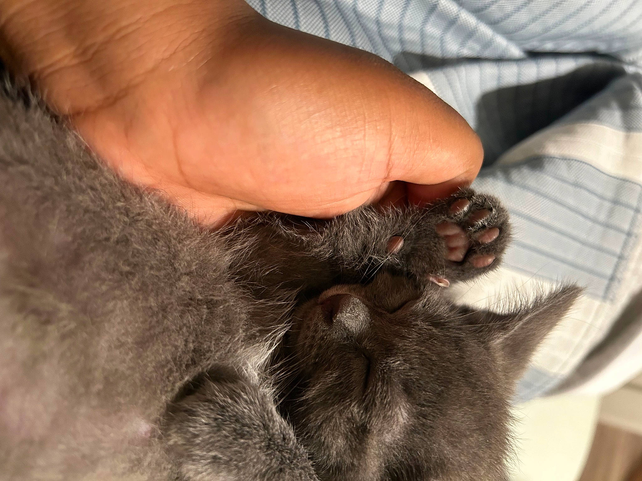 Fitz joined the competition — help win amazing prizes! carnivore, cat, claw, comfort, dog_breed, domestic_short_haired_cat, ear, eye, felidae, finger, fur, gesture, liver, nail, paw, small_to_medium_sized_cats, sporting_group, terrestrial_animal, whiskers, wrinkle