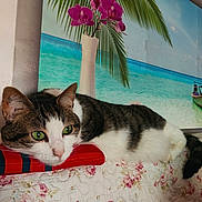 Marie Félix a rejoint le concours — aidez-le/la à gagner de superbes lots ! animal, beach_scene, cat, close_up, colorful, cozy, feline, floral_quilt, green_eyes, indoor, orchids, palm_leaf, pet, pillow, portrait, relaxed, resting, striped_pillow, tropical, wall_art