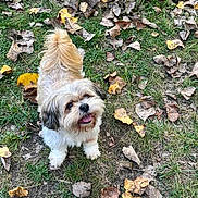 Bentley is registered to the contest to win money with this photo: dog, small_dog, fluffy, happy, grass, leaves, autumn, outdoor, pet, cute, tongue_out, nature, playful, ground, fur, animal, looking_up, walking, daylight, canine