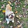 dog, small_dog, fluffy, happy, grass, leaves, autumn, outdoor, pet, cute, tongue_out, nature, playful, ground, fur, animal, looking_up, walking, daylight, canine