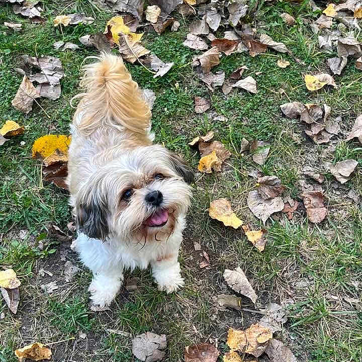 Bentley is registered to the contest to win money with this photo: dog, small_dog, fluffy, happy, grass, leaves, autumn, outdoor, pet, cute, tongue_out, nature, playful, ground, fur, animal, looking_up, walking, daylight, canine